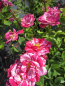 Preview: Edelrose Twist2